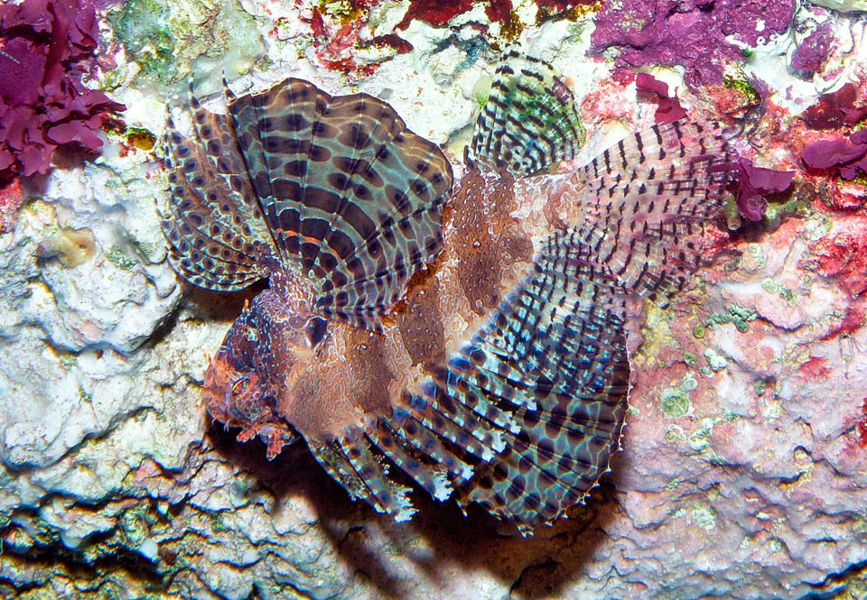 Dendrochirus brachypterus, Scorpaenidae, Dwarf lionfish