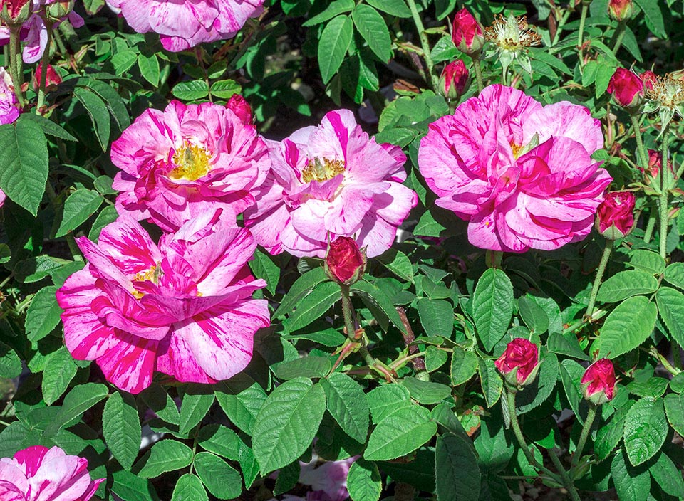 Rosa gallica var. versicolor, Rosa mundi