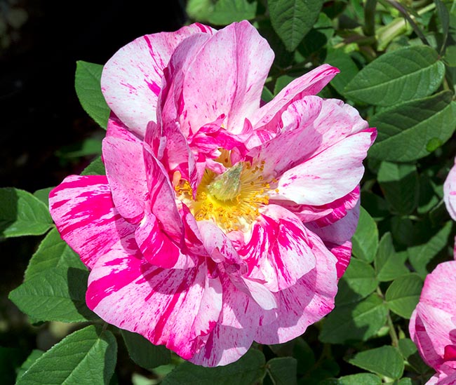 Rosa gallica var. versicolor, Rosa mundi