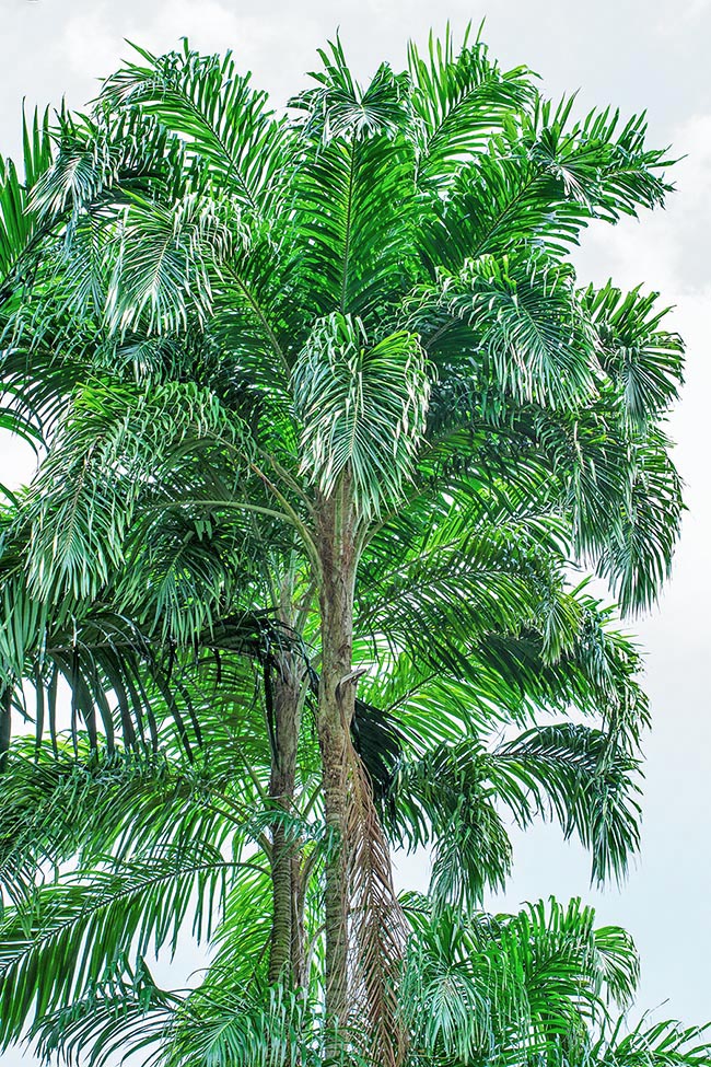 Haut jusqu'à 20 m Bactris gasipaes est un des palmiers les plus cultivé dans les régions tropicales et subtropicales de l'Amérique du Sud 