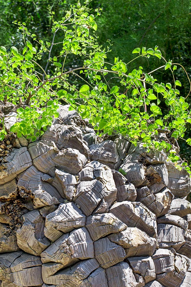 Dioscorea elephantipes