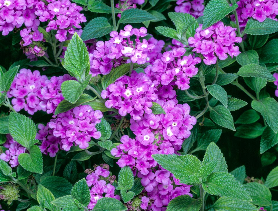 Lantana montevidensis