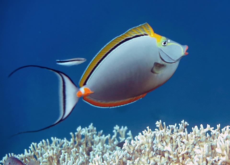 Lungo al massimo 45 cm, Naso elegans è presente nel Mar Rosso e nell’Oceano Indiano tropicale fino alle Isole Cocos, l’Isola di Natale ec il Sud-Est dell’Indonesia.