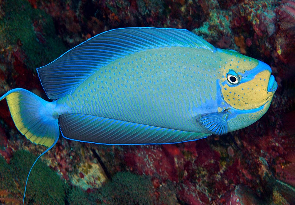 Naso vlamingii , Pesce unicorno di Vlaming