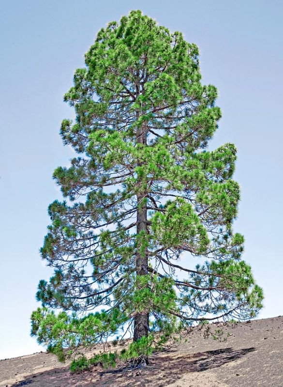 Pinus canariensis Monaco Nature Encyclopedia