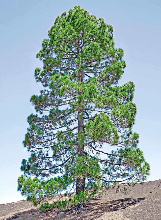 Pinus canariensis