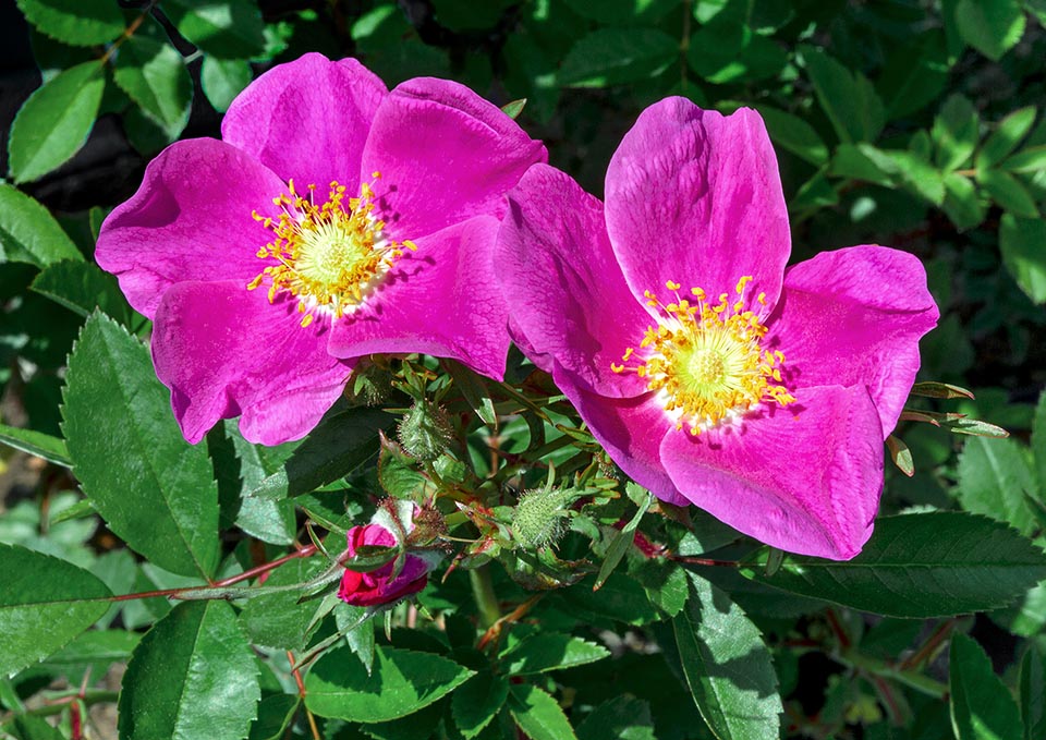 Rosa virginiana