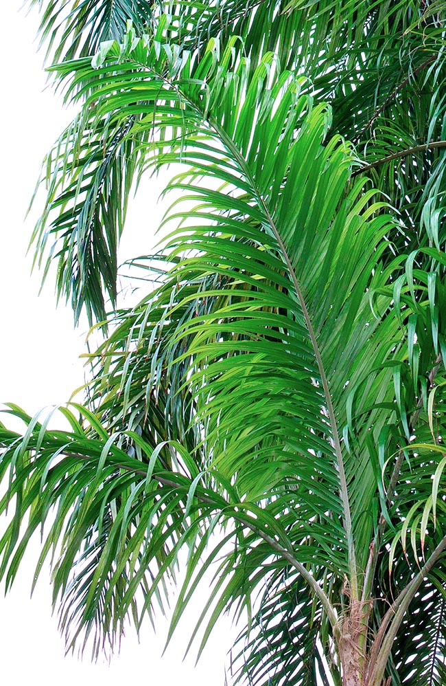 Son élégante couronne est formée de 10 à 20 feuilles pennées longues jusqu'à 3m qui ont de 200 à 400 pinnules 