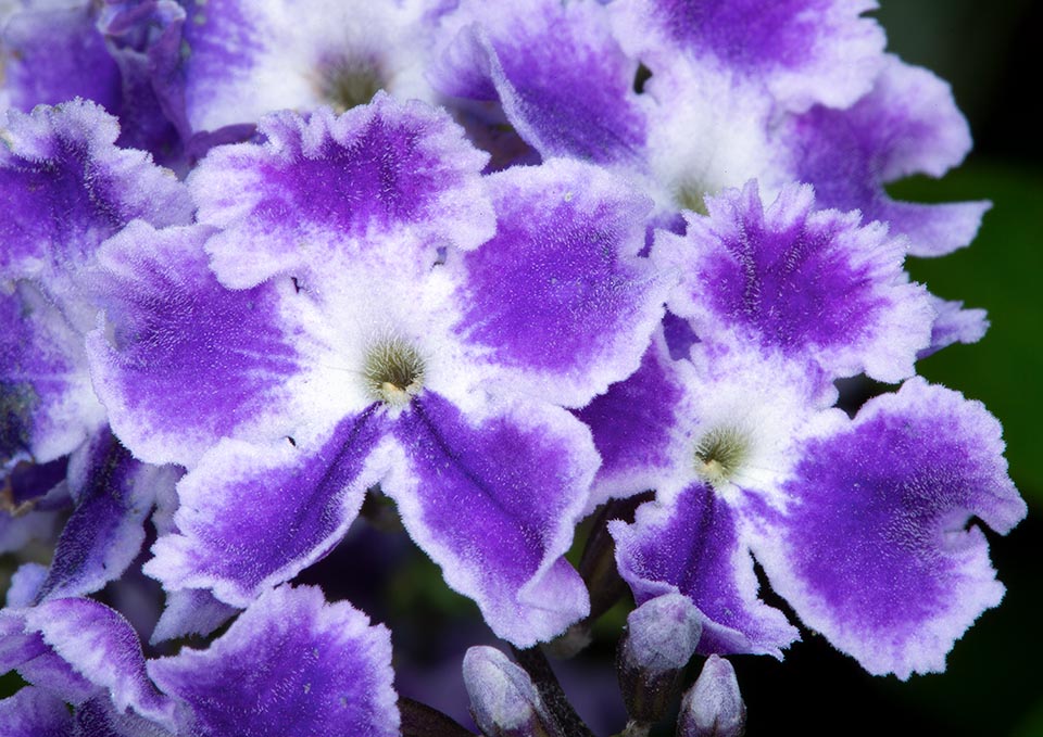 Verbenaceae, Duranta erecta