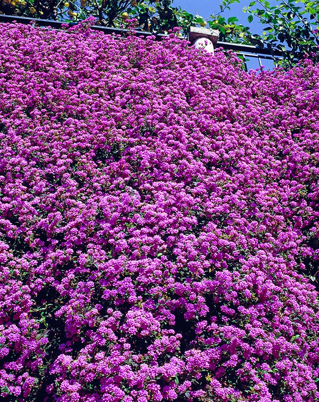 Verbenaceae, Lantana montevidensis