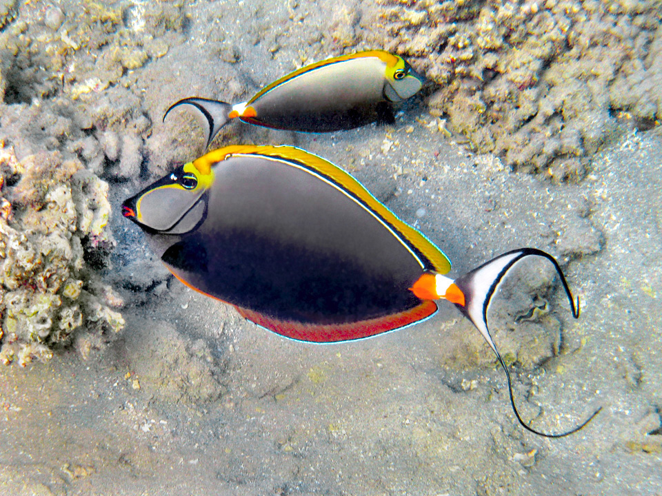 Oval body, slightly almond-shaped. The caudal fin of adult males of Naso elegans is lunate with elegant filamentous lobes that grow dramatically with the age.