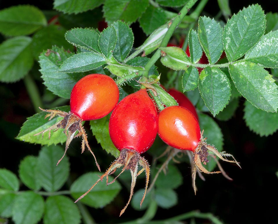 Rosa rubiginosa cynorhodons 