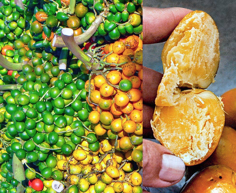 Fruits à divers stades de maturation sur un marché local. Riches en protéines, en carbohydrates, en aminoacides et en vitamines ils sont consommés frais, bouillis, séchés ou fumés