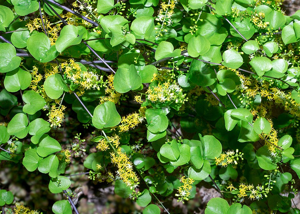 Dioscorea elephantipes