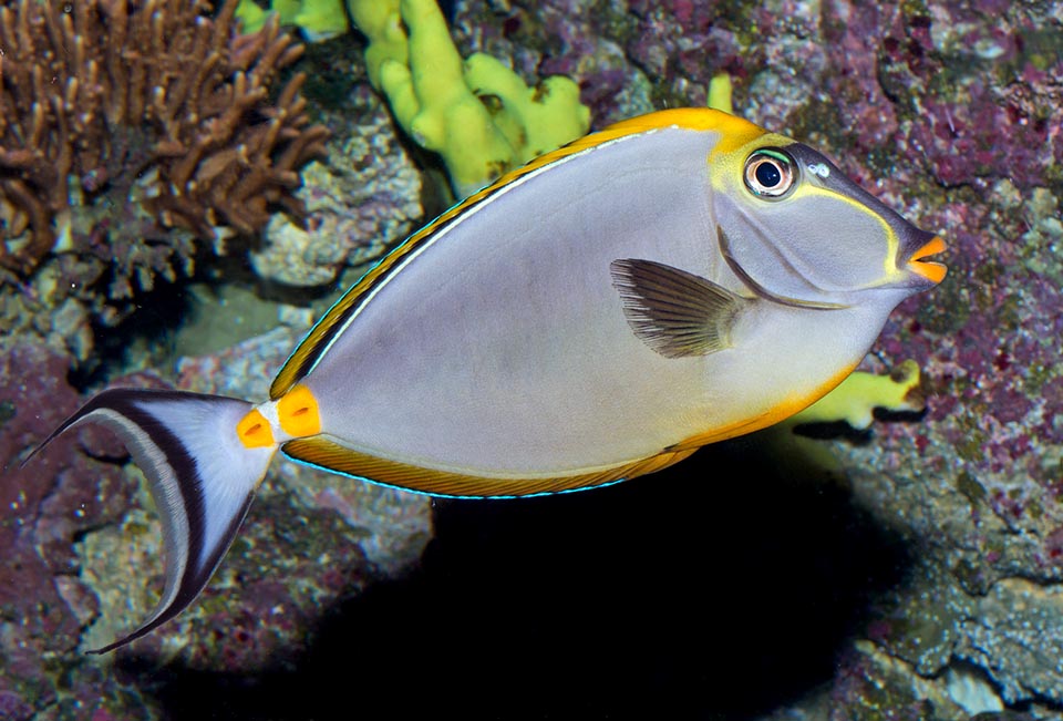 Of peaceful nature, Naso elegans eats benthic algae,