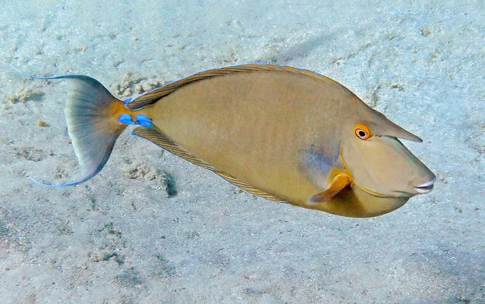 De Lituratus Naso De Natation D'unicornfish D'orangespine. Près D'un Poisson  Qui Nage. Visite De L'aquarium. Bain De Poisson Dans Banque De Vidéos -  Vidéo du jour, pitre: 170581066