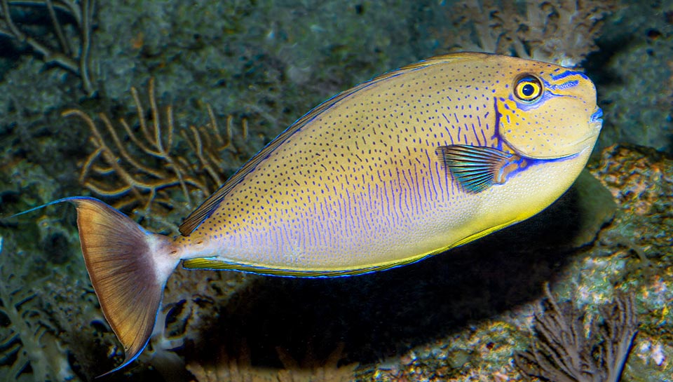 Naso vlamingii , Pesce unicorno di Vlaming