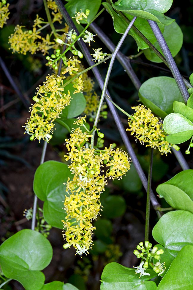 Dioscorea elephantipes