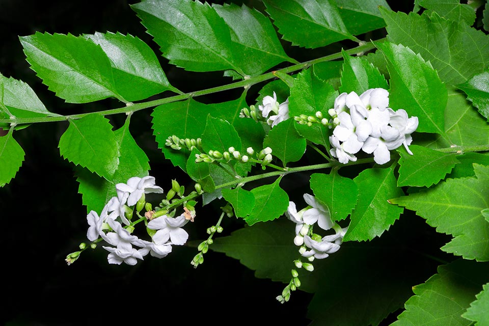 Duranta erecta