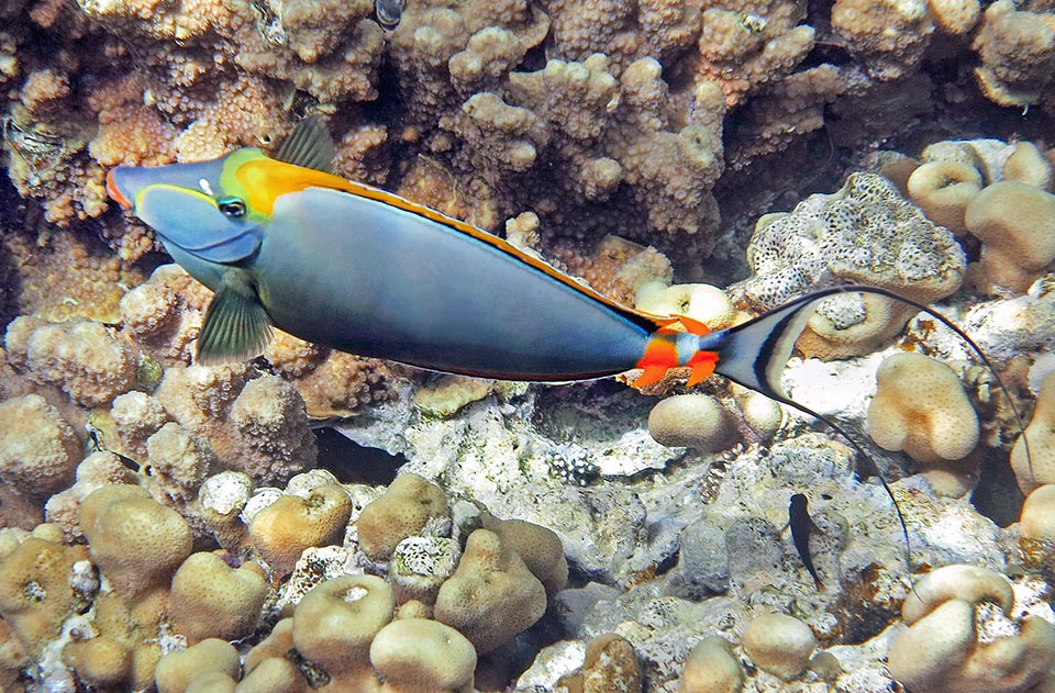 The caudal peduncle of Naso elegans doesn't have the retractile blade typical to surgeon fishes, but two terrifying claw-shaped knives of flame red colour, facing the head