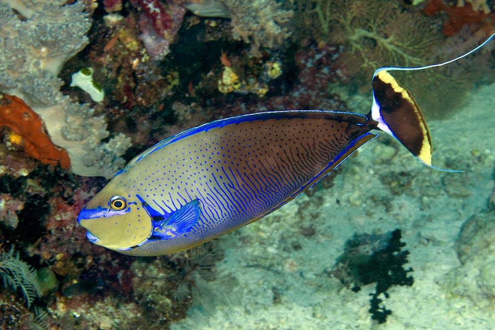 Naso vlamingii , Pesce unicorno di Vlaming