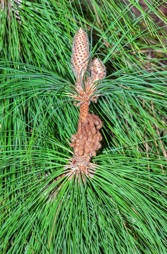 Pinus canariensis Monaco Nature Encyclopedia