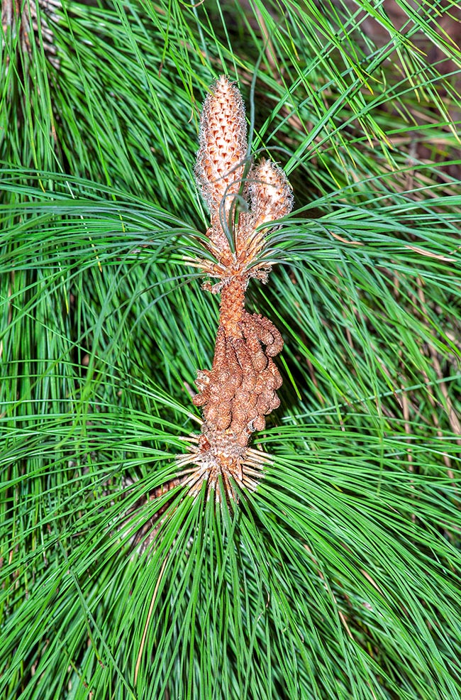 Pinus canariensis