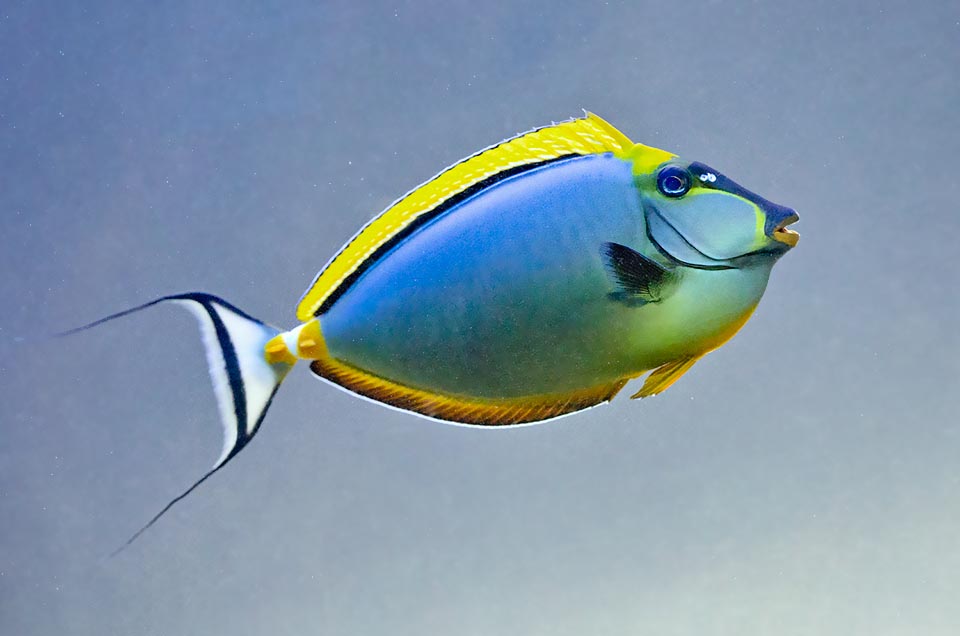 The luminous yellow dorsal fin, followed below by a black band and then by a small blue edge, distinguishes Naso elegans at sight from Naso lituratus, that has a much wider black band, centred between two clear bands. Moreover, the caudal fin is white with black vertical band whilst in Naso lituratus is grey with yellowish vertical band.