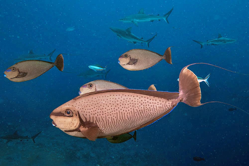Naso vlamingii, Vlaming Naso vlamingii, Poisson unicorne de Vlaming