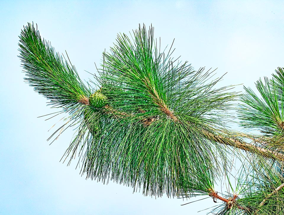 Pinus canariensis