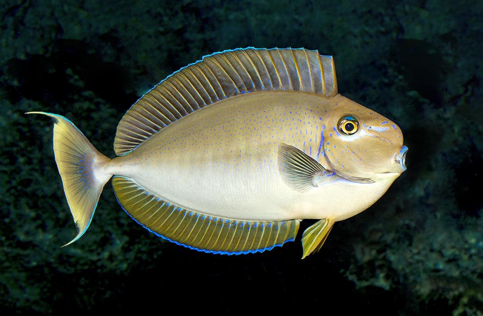 Naso vlamingii, Poisson unicorne de Vlaming 