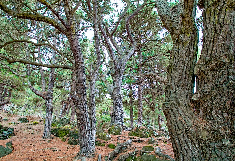 Pinus canariensis