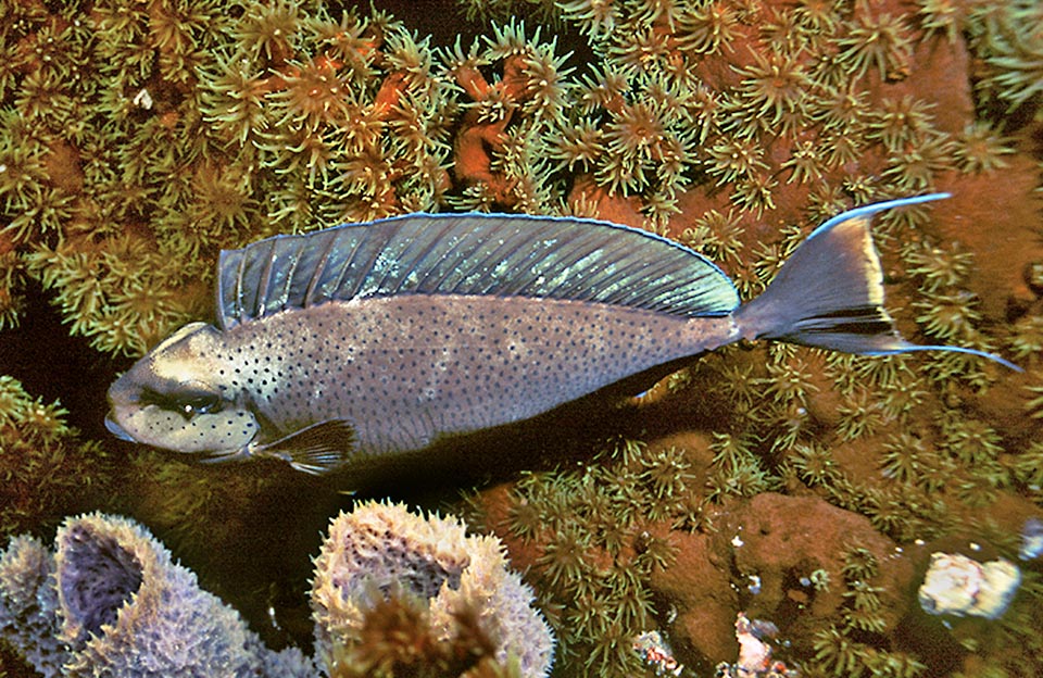 Naso vlamingii pyjama mimétique Naso vlamingii, Poisson unicorne de Vlaming