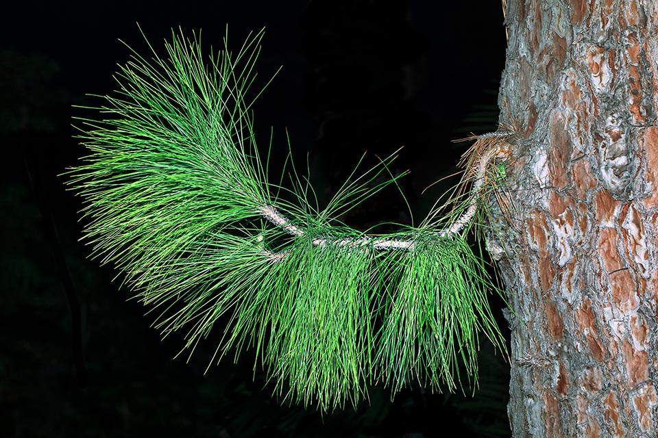 Pinus canariensis