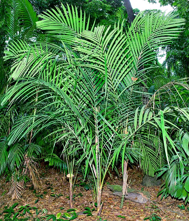 Pinanga malaiana