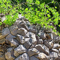 Dioscorea elephantipes - Monaco Nature Encyclopedia