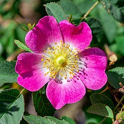 Rosa rubiginosa - Monaco Nature Encyclopedia