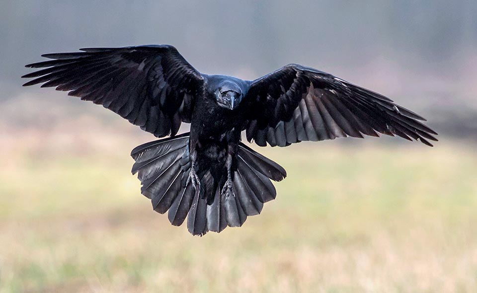 Corvus corax, Grand Corbeau 