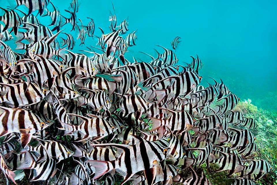 Spectacular image, along the Australian coasts, of a dense school of Enoplosus armatus. 