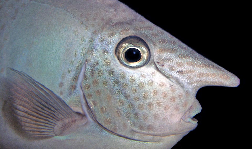 Naso brevirostris, Spotted unicornfish