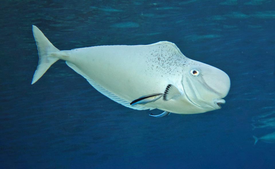Naso tonganus Naso tonganus