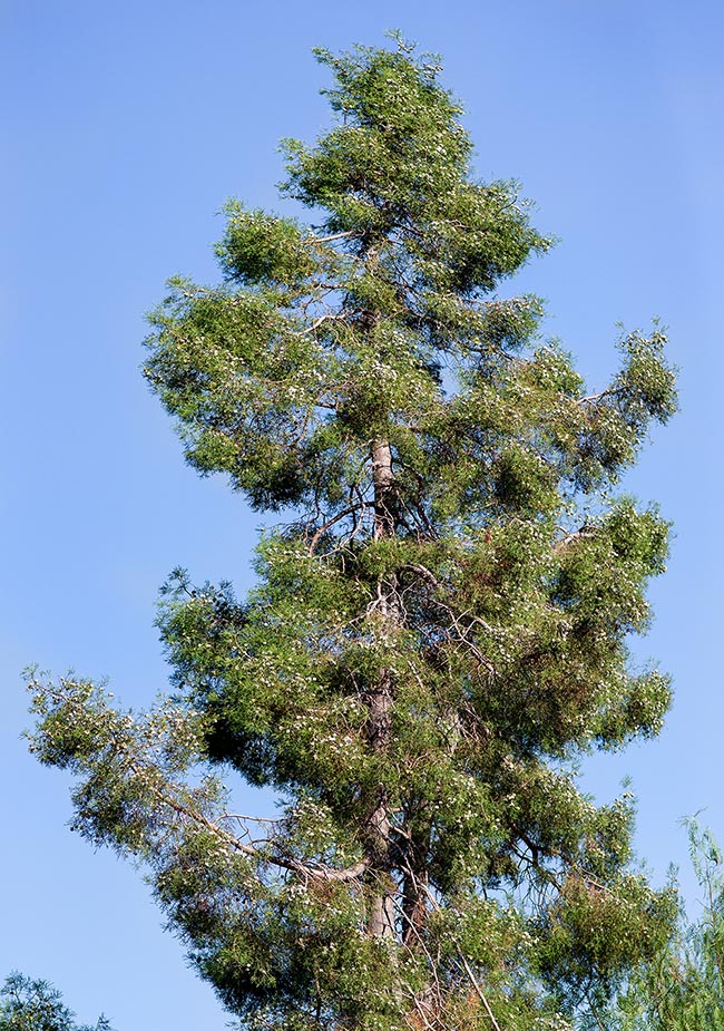 Tetraclinis articulata