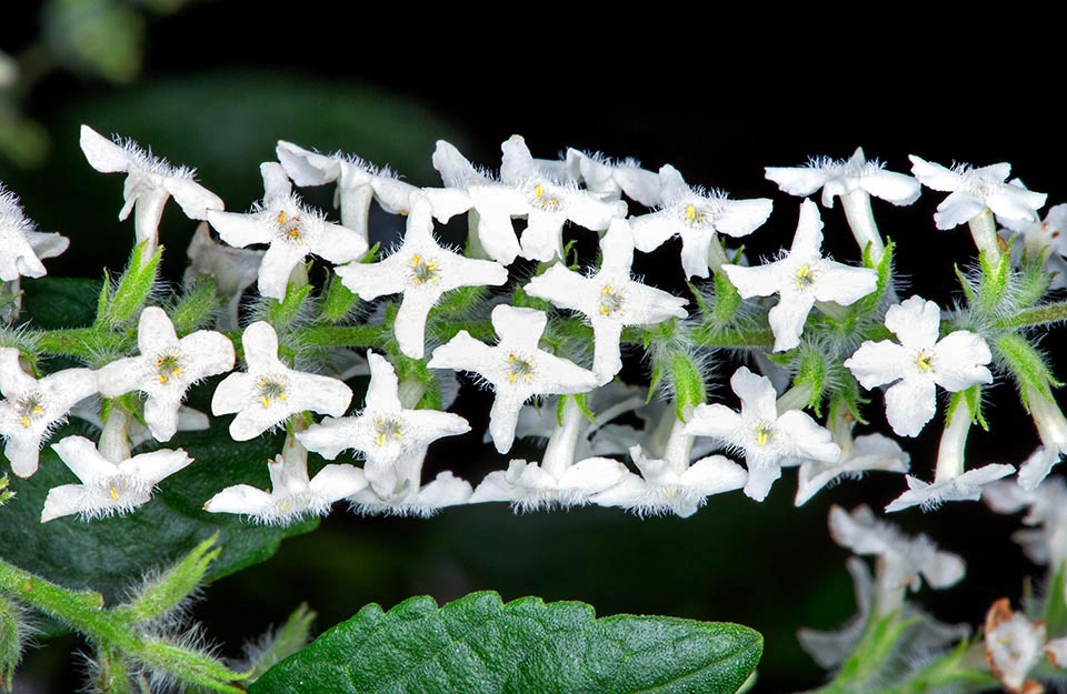 Aloysia gratissima