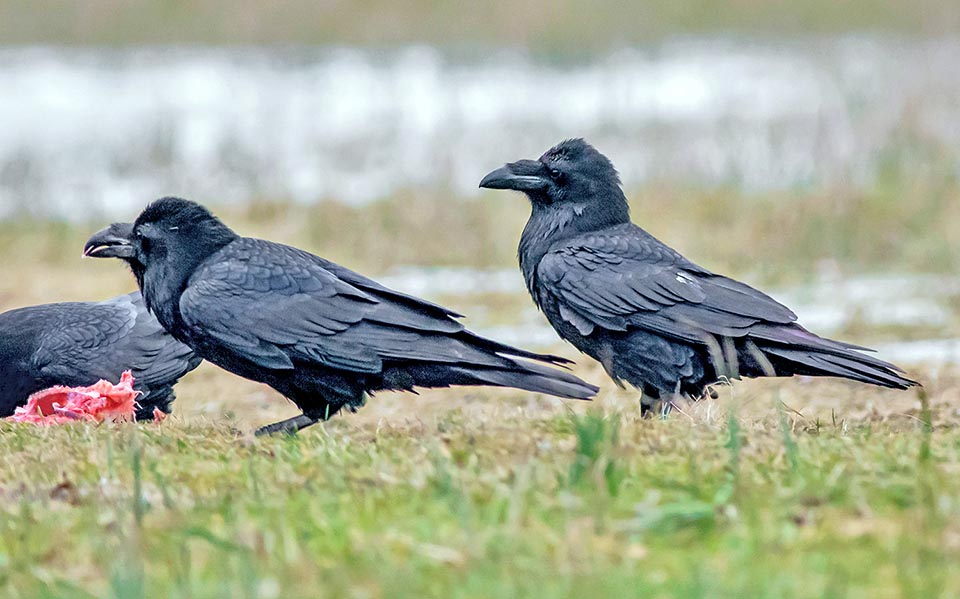Corvus corax al pasto.