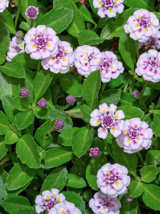 Excellent carpet for little frequented lawns, like many Verbenaceae is a species rich of medicinal virtues 