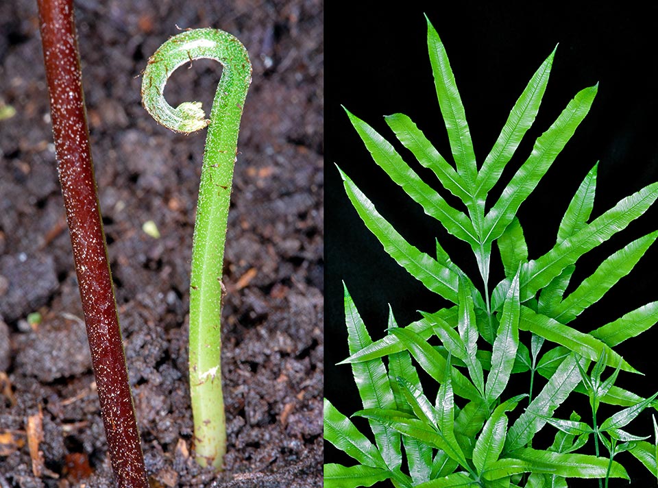 Pteris cretica