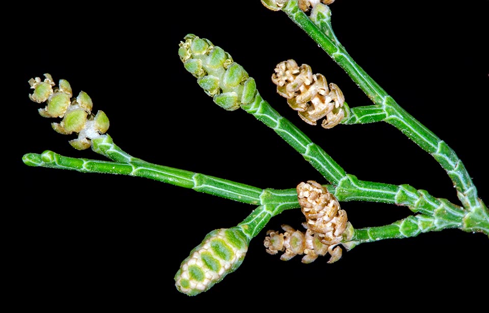 Tetraclinis articulata