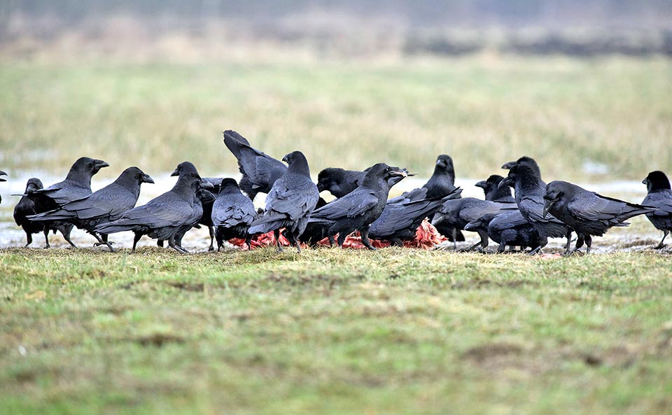 Qui l’intero branco di Corvus corax è riunito per spolpare quel che resta dopo il passaggio di grandi carnivori come lupi ed orsi