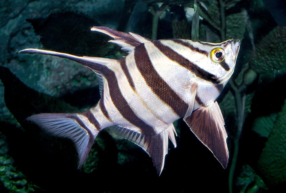 Enoplosus armatus si direbbe quasi un pesce sdoppiato al centro. 