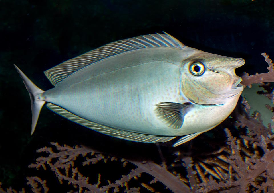 Naso brevirostris, Spotted unicornfish